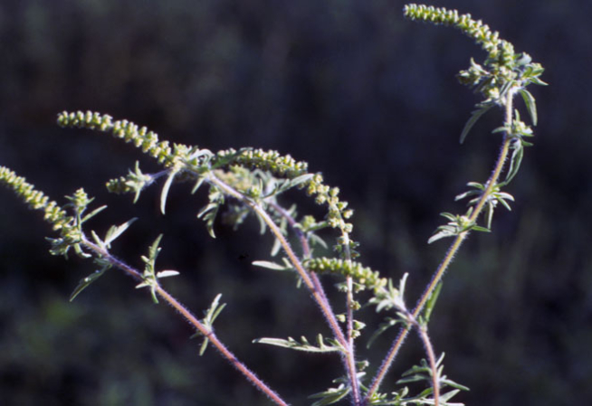 AMBROISIE A FEUILLES D'ARMOISE - ​​​​​​​(Crédits : Fabrice Roger - Terra) Source ARS BF